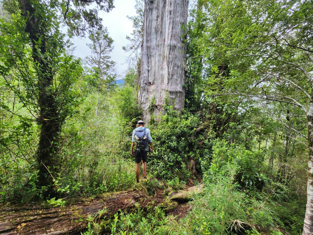 A Long Drive to Find Big Trees – Caleta Olivia to Puerto Varas